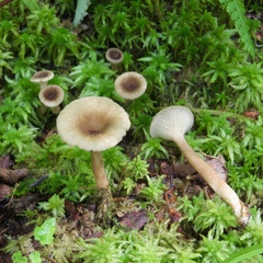 Lactarius griseus
