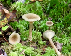 Lactarius griseus