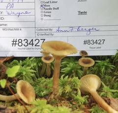 Lactarius griseus