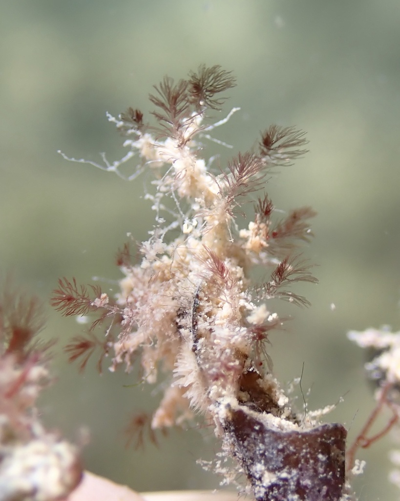 Wrangelia dumontii