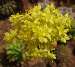 Sedum pachyphyllum