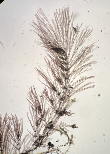 Wrangelia dumontii