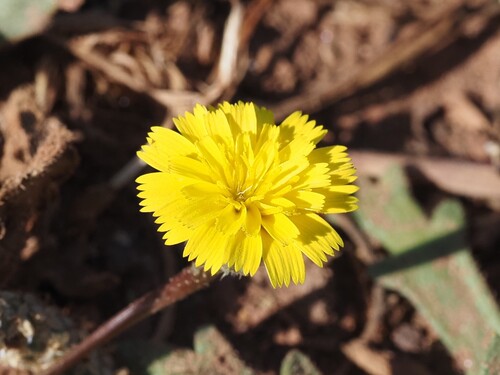 Crete weed (Hedypnois cretica)