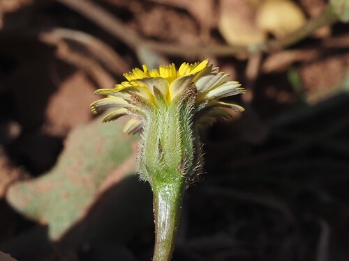 Image of Hedypnois cretica by (c) Louis Aureglia, some rights reserved (CC BY)