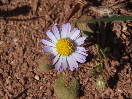 Image of Bellis annua by (c) Louis Aureglia, some rights reserved (CC BY)