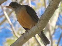 Turdus olivaceus
