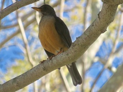 Turdus olivaceus