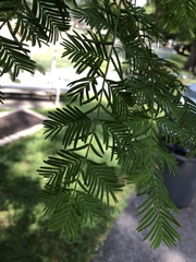Metasequoia