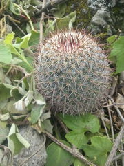 Mammillaria rekoi
