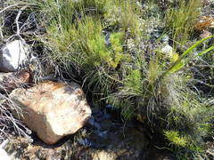 Nanobubon strictum