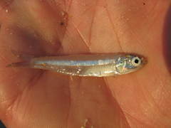 Anchoa hepsetus