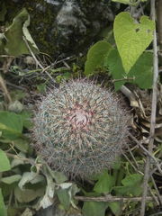 Mammillaria rekoi