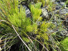 Nanobubon strictum