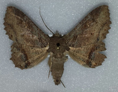 Zale fictilis