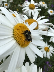 Bombus vagans bolsteri