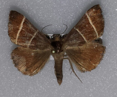 Argyrostrotis quadrifilaris