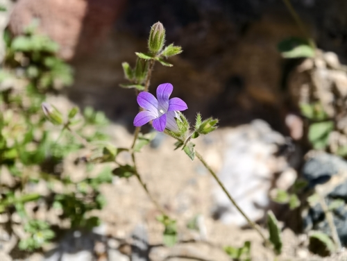 Campanula creutzburgii