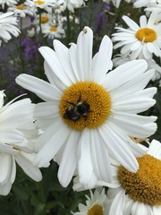 Bombus vagans bolsteri