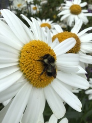 Bombus vagans bolsteri