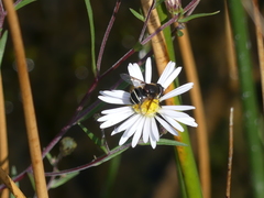 Eristalis cryptarum