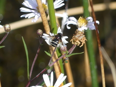 Eristalis cryptarum