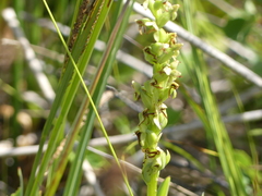 Platanthera huronensis