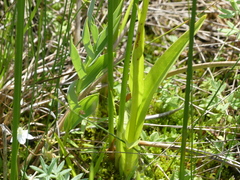 Platanthera huronensis