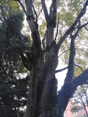 Fraxinus chinensis