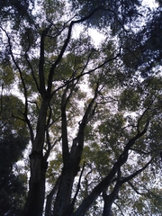 Fraxinus chinensis