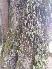 Fraxinus chinensis