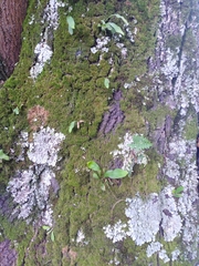 Fraxinus chinensis