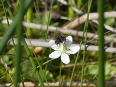 Eristalis cryptarum