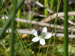 Eristalis cryptarum