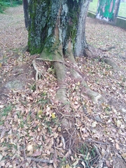 Fraxinus chinensis