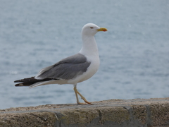 Larus michahellis