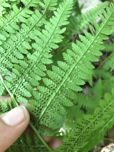 Athyrium angustum (Athyrium angustum)