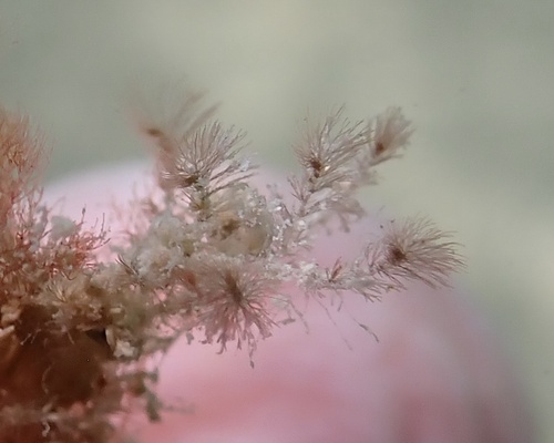 Wrangelia dumontii