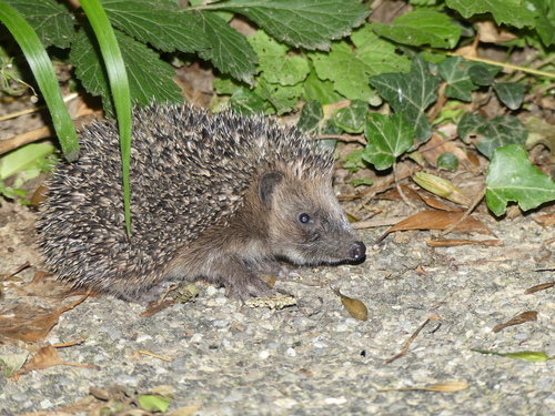 Braunbrustigel