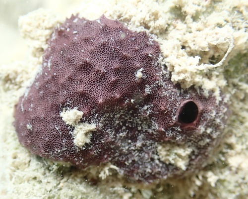Chelonaplysilla violacea, 2025-04-20