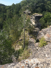 Muhlenbergia cuspidata
