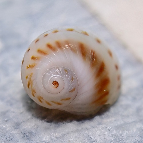 Natica gualteriana observed 2025-04-20