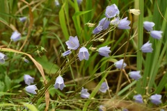 Campanula cochleariifolia