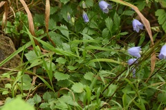 Campanula cochleariifolia
