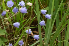 Campanula cochleariifolia