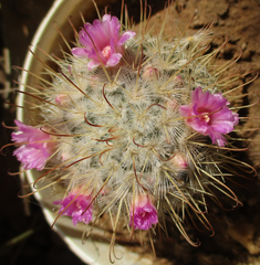 Mammillaria bombycina
