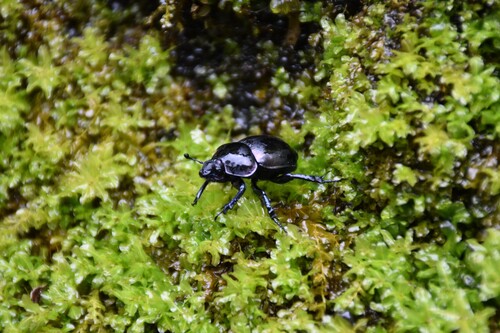 Trypocopris pyrenaeus splendens