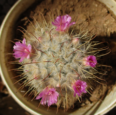 Mammillaria bombycina