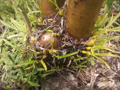 Prosthechea pterocarpa