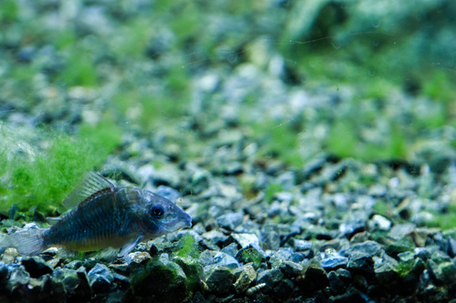 Emerald cory (Corydoras splendens) — Callichthyidae — 5
