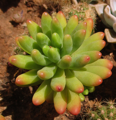 Sedum pachyphyllum